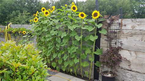 This Was My First Year Planting Sunflowers Will Definitely Become An