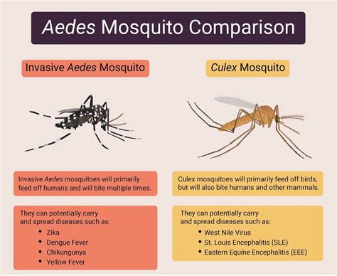 Differences Between Mosquito Species Peepsburghcom