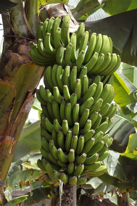 Picture of banana tree with fruit. Grand Nain 'Naine' Banana Tree at Backyard Fruit | Fruit ...
