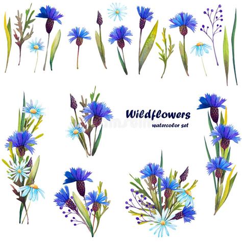 Set Of Wildflower Bouquets Blue Cornflowers And Daisies Stock