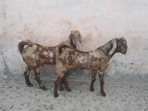 Brown Unisex Sirohi Goat Meat At Rs 260kg In Ajmer Id 24127776355