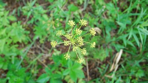 See more ideas about rhubarb, pub interior, beetroot recipes. Spread of wild parsnip linked to urban sprawl: gardening ...