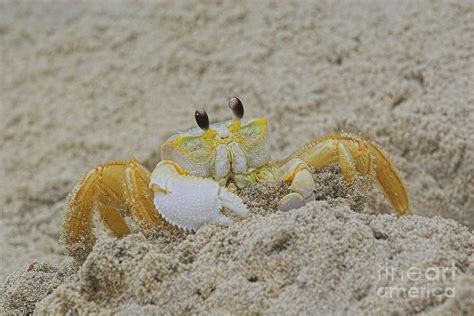 beach crab in sand photograph by randy steele fine art america