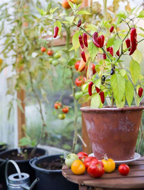 How To Grow Peppers In A Pot