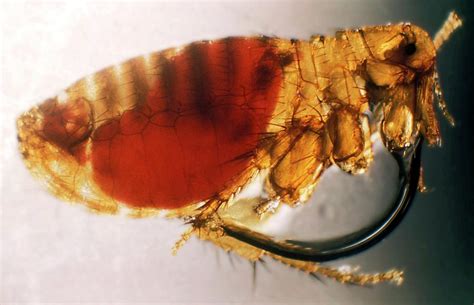 Plague Infected Flea Photograph By Cdcscience Photo Library Pixels