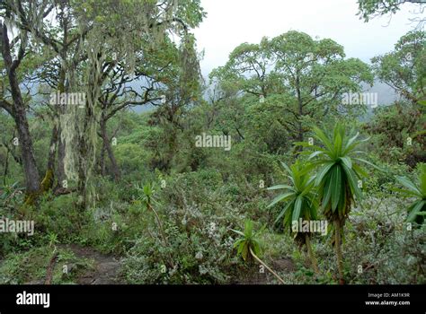 Pristine Jungle Montane Forest Mount Kenya National Park Kenya Stock