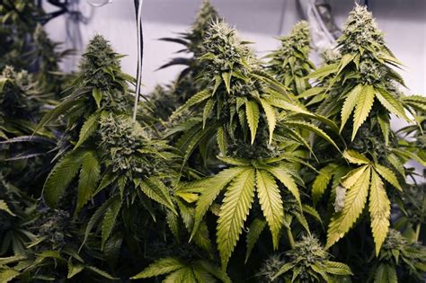Greenpoint examines how effectively marijuana plants grow and provide you accordingly to grow your plants. Best Cannabis Seed Banks | All about cannabis