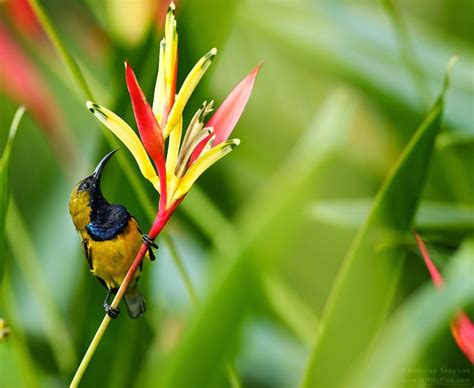Burung murai batu memiliki jenis yang sangat beragam. Jenis Jenis Burung Kolibri Terpopuler