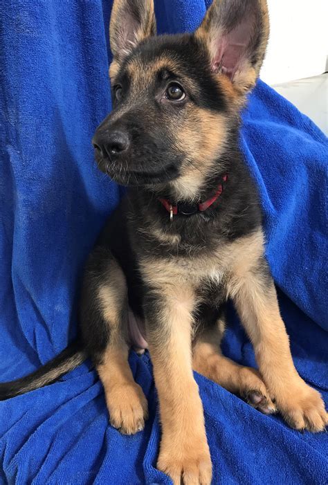 How To Choose A Good German Shepherd Puppy
