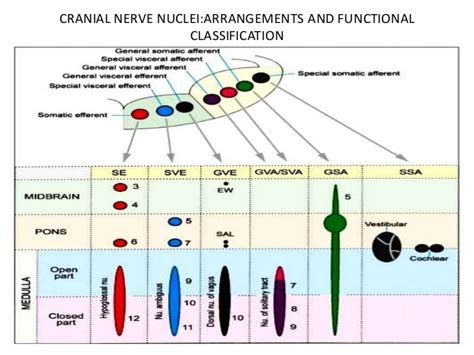 This brief video tutorial discusses some foundational principals for describing and locating cranial nerve nuclei (motor and sensory) in the brainstem. Anatomy of brainstem and its clinical significance