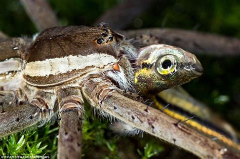 Gruesome Moment A Water Dwelling Nilus Spider Gobbles Down His Dinner