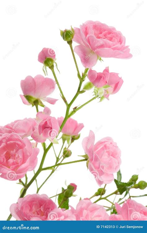 Pink Rose With Leaves Stock Image Image Of Purple Nature 7142313