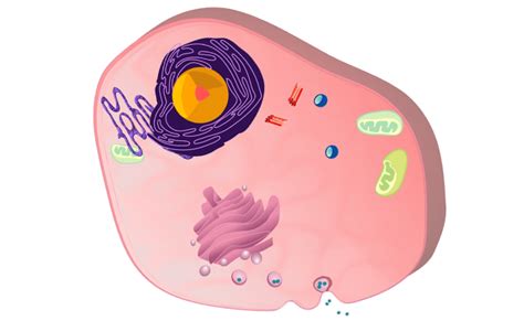 Complete Guide Animal Cell Diagram Parts Of An Animal Plant Cell Vs