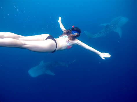 Swim With Whale Sharks On A Budget In Cenderawasih Bay Nabire Indonesia Our Travel Tip