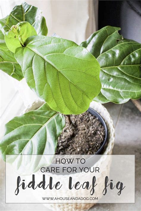 Top 10 Tips For Caring For A Fiddle Leaf Fig Fiddle Leaf Fig Care