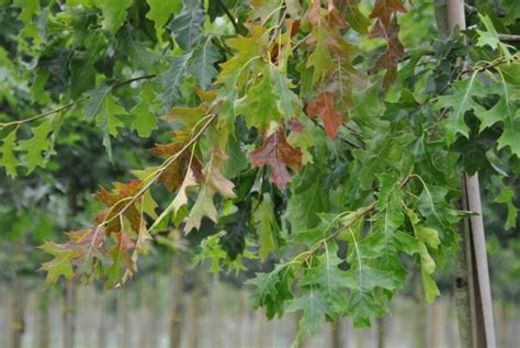 Quercus Palustris Pendula Treurende Moeraseik Cv Van Den Berk