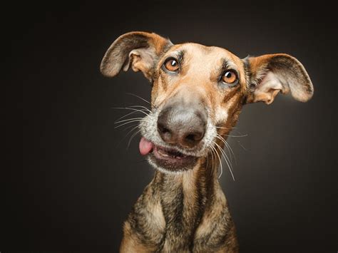 Goofy Goobers Commercial Pet Photography By Elke Vogelsang