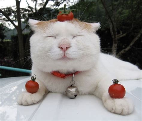 Never leave these plants within your cat's. Photo of the Day: Cat Balancing Cherry Tomatoes | Serious Eats