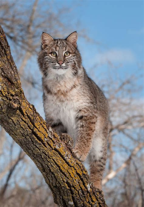 Although there are only four species of the genus, lynx, the differences among them would be interesting to know, as the biodiversity does not stop at the genus or species level, but there. Bobcat (Lynx Rufus) Stands On Branch Stock Photo - Image ...