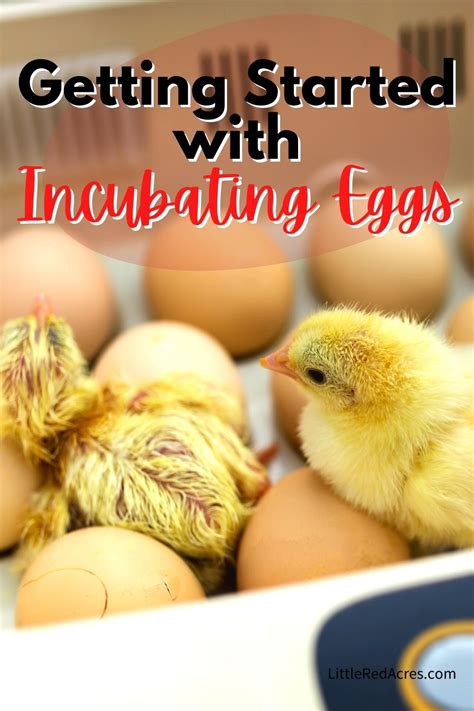 Getting Started With Incubating Eggs Egg Incubator Incubating