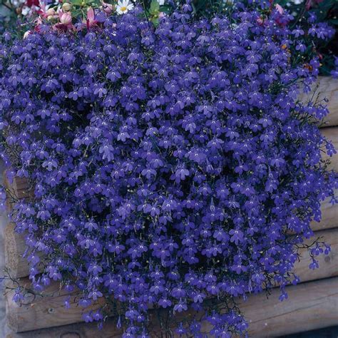 For an incredible and instant flower display choose a pretty flower basket. Lobelia 'Monsoon' - Hanging Basket Plants - Van Meuwen ...