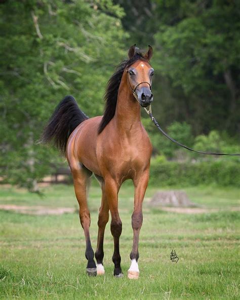 Another Beautiful Arabian Egyptian Arabian Horses Beautiful Horses