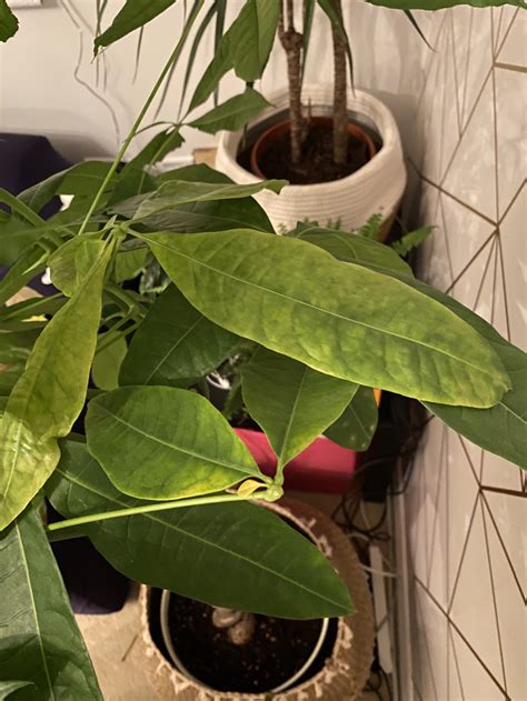 The leaves on your money tree could be turning yellow for a number of reasons. Help! My beautiful money tree is not well! — BBC Gardeners' World Magazine