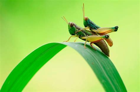 Amazing Close Up Pictures Capture Insects Having Sex With