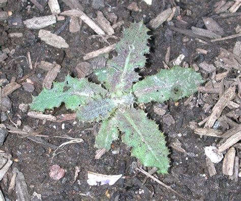 Weeds that establish, persist and spread widely in natural ecosystems outside the plant's native range. Weeds in Baldo's Garden