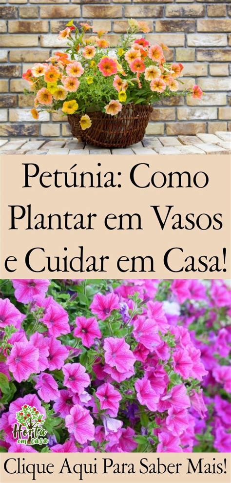 Cultivo De Petúnia Dicas Para Planteio Em Casa Dicas De