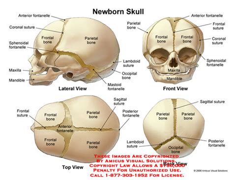 (08007_04X) Newborn Skull – Anatomy Exhibits