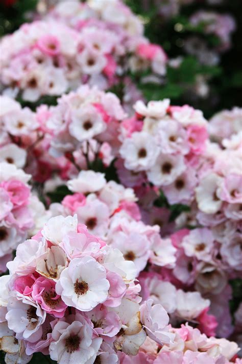 West washington park community garden. International Rose Test Garden - Portland, Oregon | ParTASTE