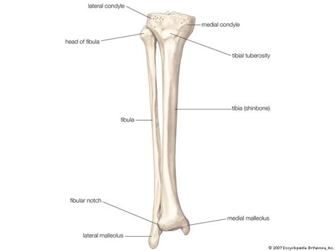 Fibula Bone