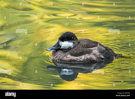 Ruddy Duck Oxyura Jamaicensis Male In Winter Plumage Swimming In Pond