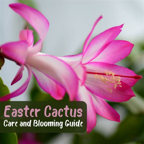How To Care For An Easter Cactus The Spring Cactus Dengarden