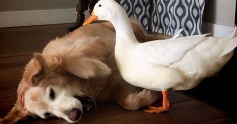 Dog And Duck Are Best Friends