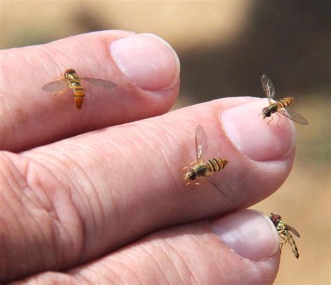 Sweat Bee Like Insects Invade Pickaway Summer Scioto Post