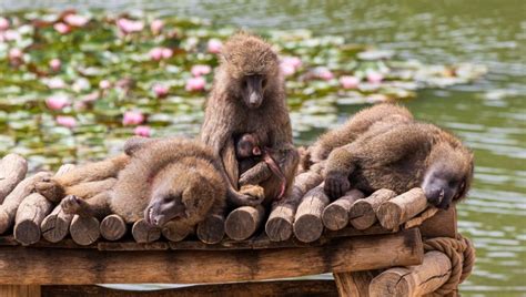 Friends With Benefits Male Baboons With Female Friends Live Longer Nature World News