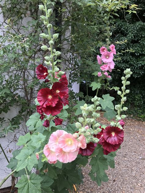 Grow Hollyhocks From Seed — Large Cottage Blakeney Growing Hollyhocks