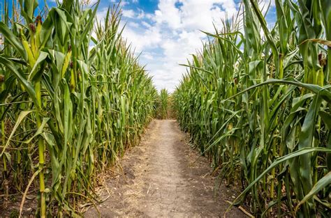Best Corn Mazes Near Cincinnati Get Lost In One This Fall 2023