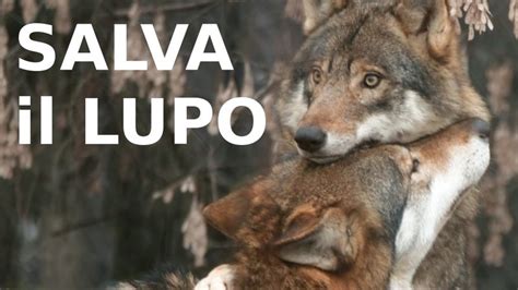 Petition Update · La Salvezza Dei Lupi è Più Vicina ·