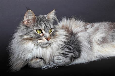 Nebelung Vs Domestic Longhaired Cat Breed Comparison