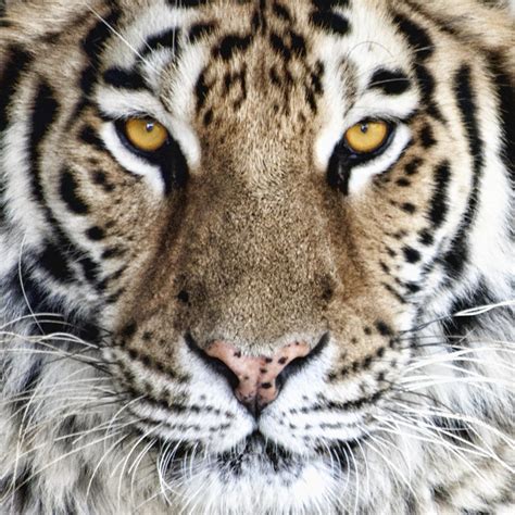 Bengal Tiger Eyes Photograph By Tom Mc Nemar Fine Art America