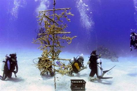Cuba Restores Its Coral Reefs By Hand News From Havana