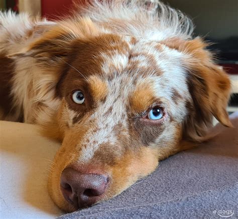 From wikipedia, the free encyclopedia. Australian Shepherd Rüde 5 Jahre Blue Merle