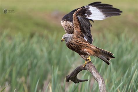 Hier findest du ein ausmalbild zum thema vogel kostenlos zum downloaden in verschiedenen auflösungen. Roter Milan oder Rotmilan , der Rasante › Fotowelt ...