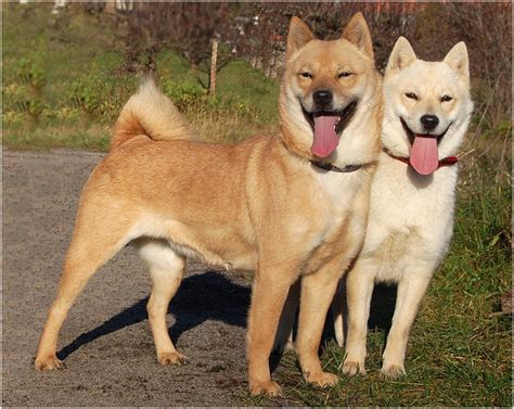 Hokkaido Dog Pictures Rescue Puppies Breeders Temperament