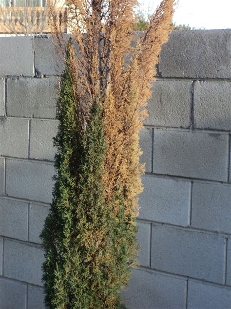 The species also happens to be monoecious, meaning that male and female cones are. Xtremehorticulture of the Desert: Italian Cypress Browning ...