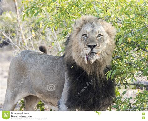 Wild Adult Male Lion With A Loose Canine Stalking Prey Stock Image