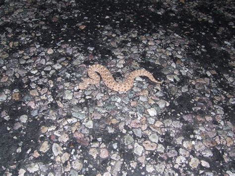 Sidewinder Phoenix Zoo Arizona Trail · Inaturalist